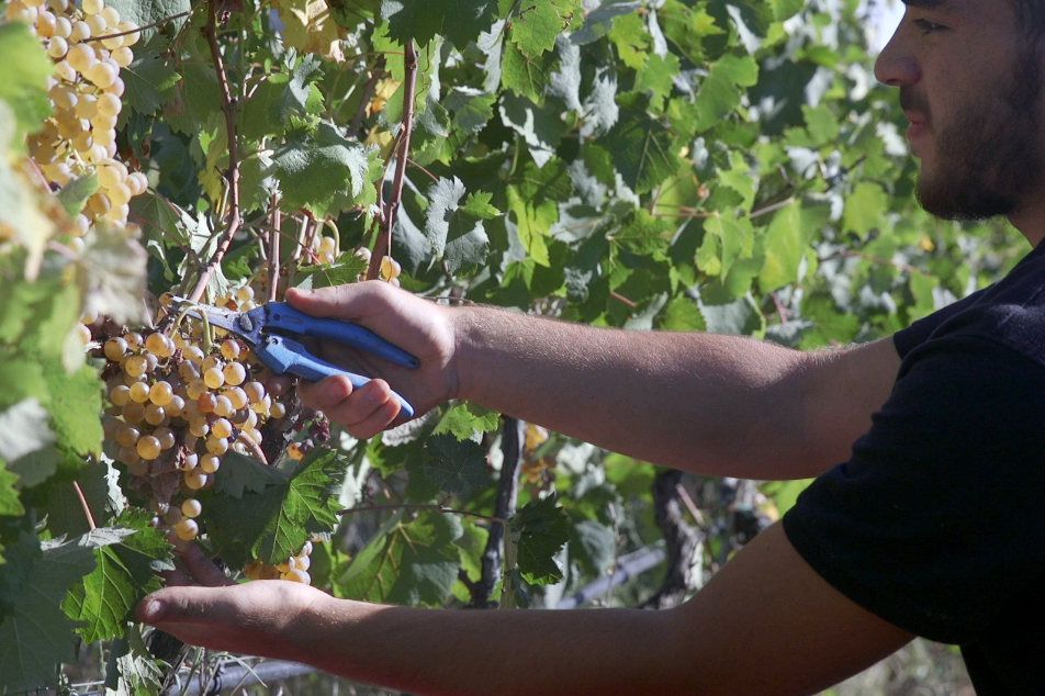 Vigneti tra granito e altitude