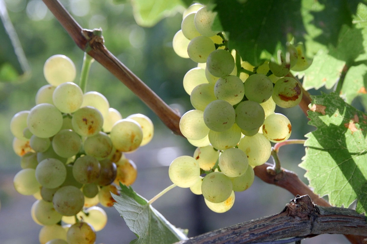 La Trilogia del Vermentino